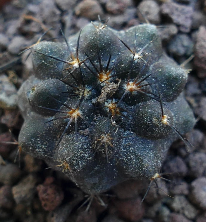 Copiapoa cinerea X griseoviolacea WE325