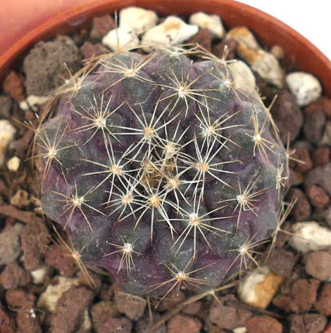 Copiapoa serpentisulcata 63H