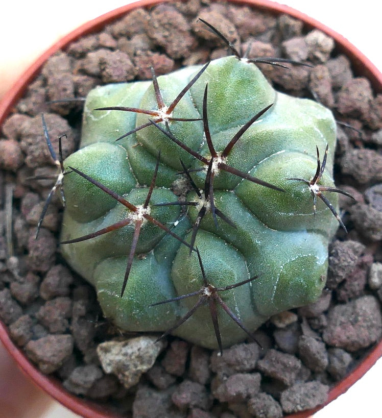 Copiapoa solaris X cinerea SPF6