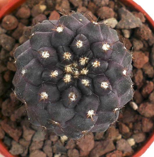 Copiapoa cinerea X griseoviolacea VEN4