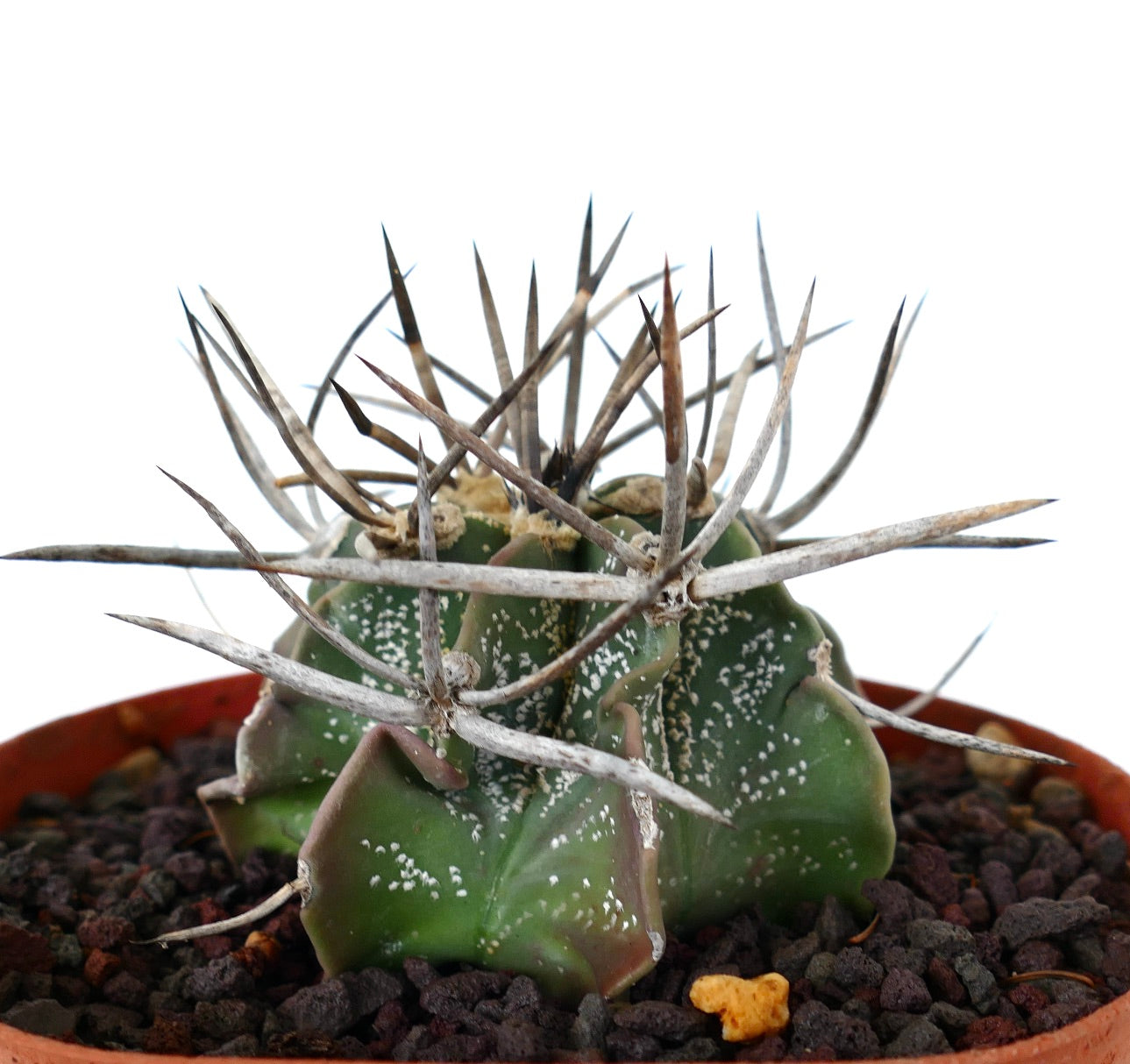 Astrophytum capricorne cv BUFFALO (syn. Taiho-gyoku) RM2