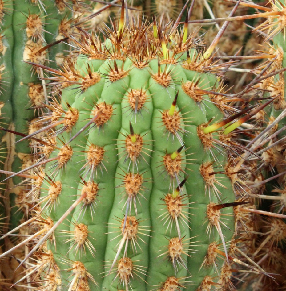 Haageocereus acranthus Vegueta, Lima, Perù SEEDS