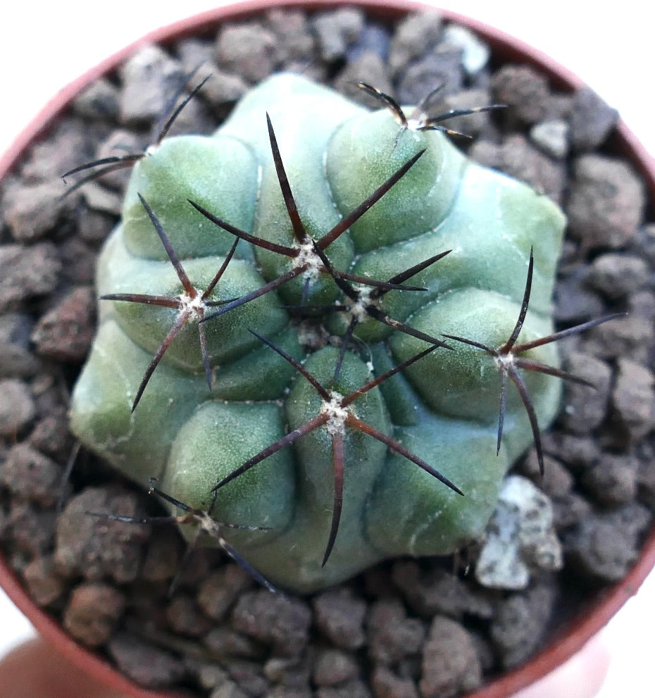 Copiapoa solaris X cinerea SPF6