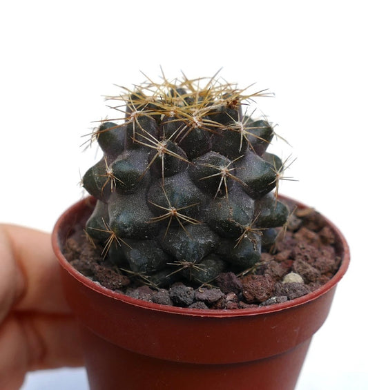 Copiapoa goldii SAB12