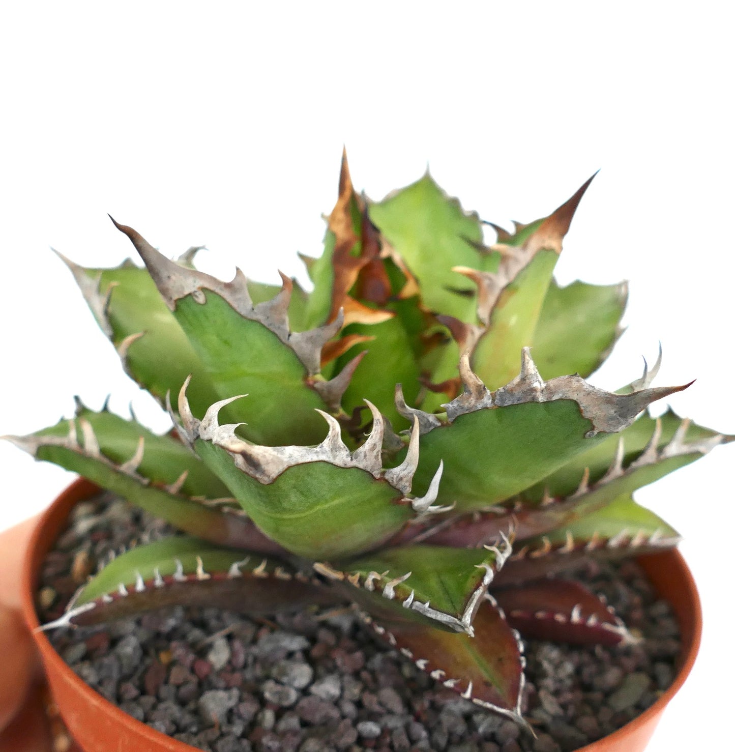 Agave titanota COMPACT (Oaxaca) HACCP2