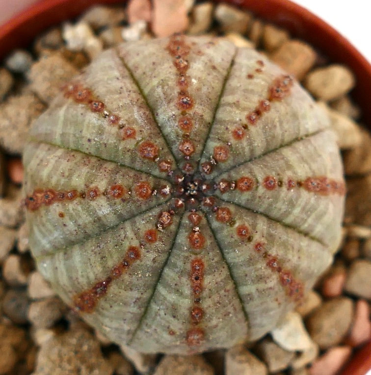 Euphorbia obesa BROWN LINES 7ZF