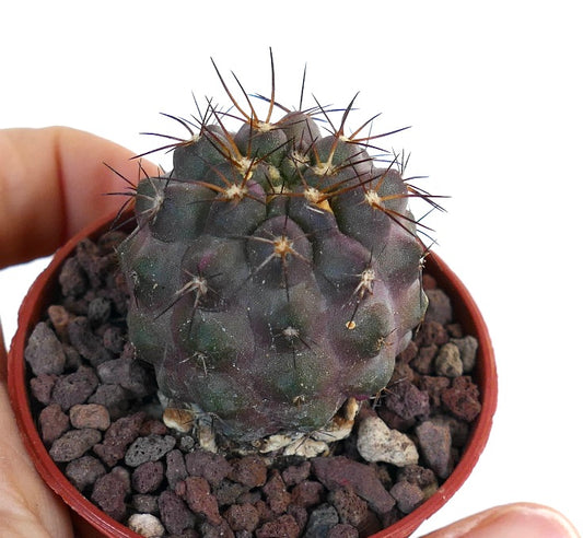 Copiapoa griseoviolacea X columna-alba ERB93