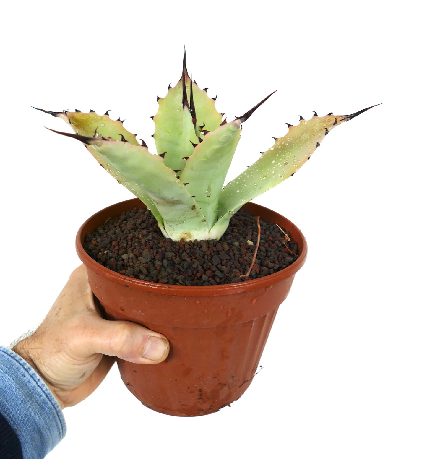 Agave bovicornuta X Agave applanata (Mr Corsi) MM9