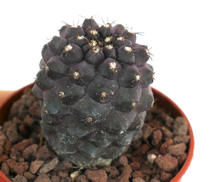 Copiapoa cinerea X griseoviolacea VEN4