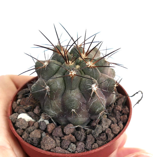 Copiapoa cinerea X Copiapoa krainziana 18