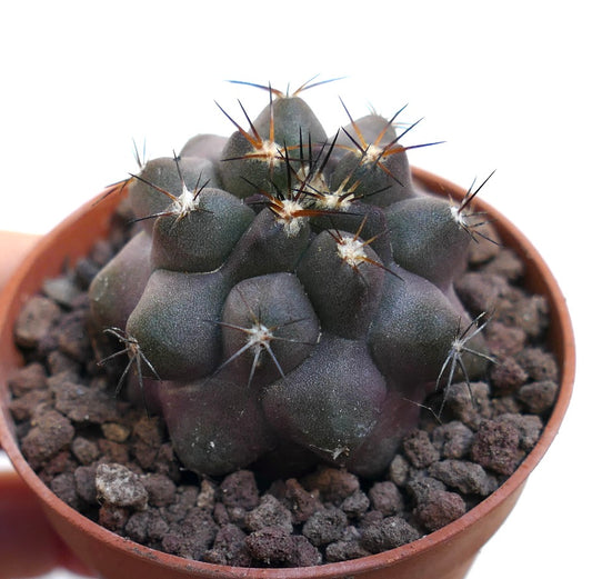 Copiapoa cinerea X griseoviolacea SAB76