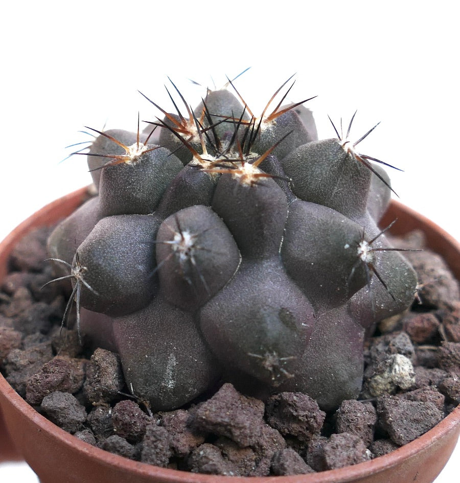 Copiapoa cinerea X griseoviolacea SAB76