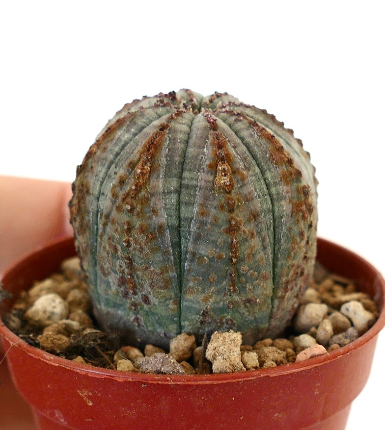 Euphorbia obesa BROWN LINES VER10