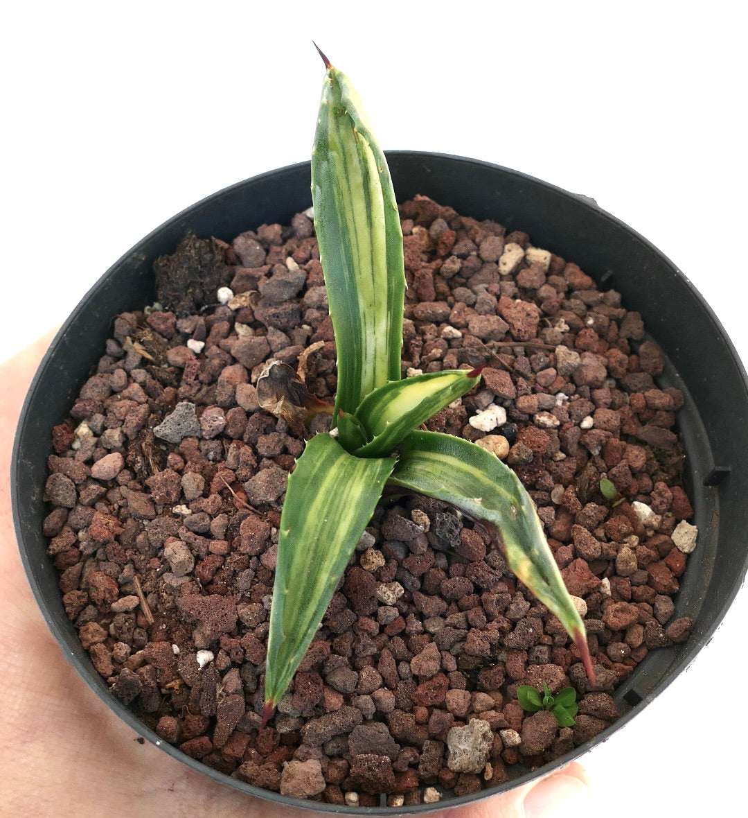 Agave americana STRIATA VARIEGATED 3AB