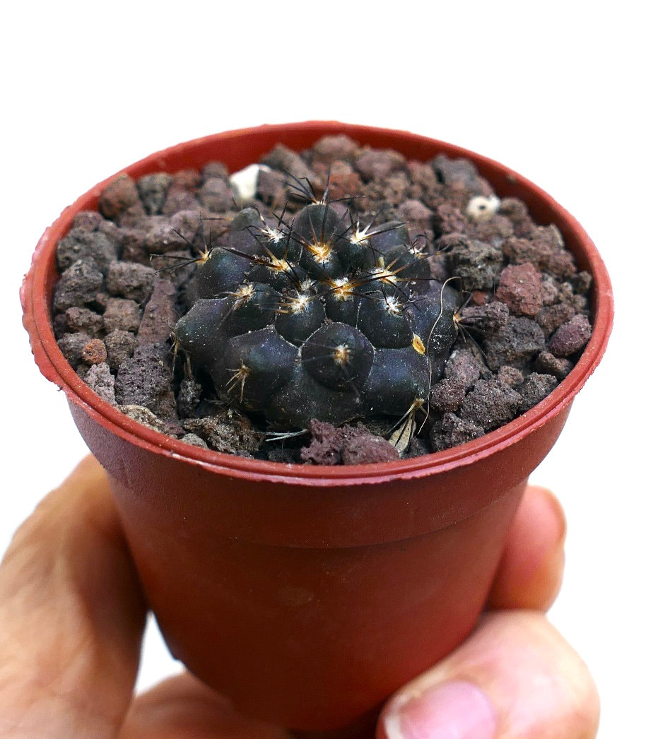 Copiapoa cinerea X Copiapoa serpentisulcata MPS2