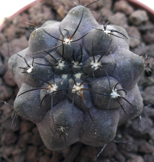 Copiapoa griseoviolacea X Copiapoa cinerea MPK44