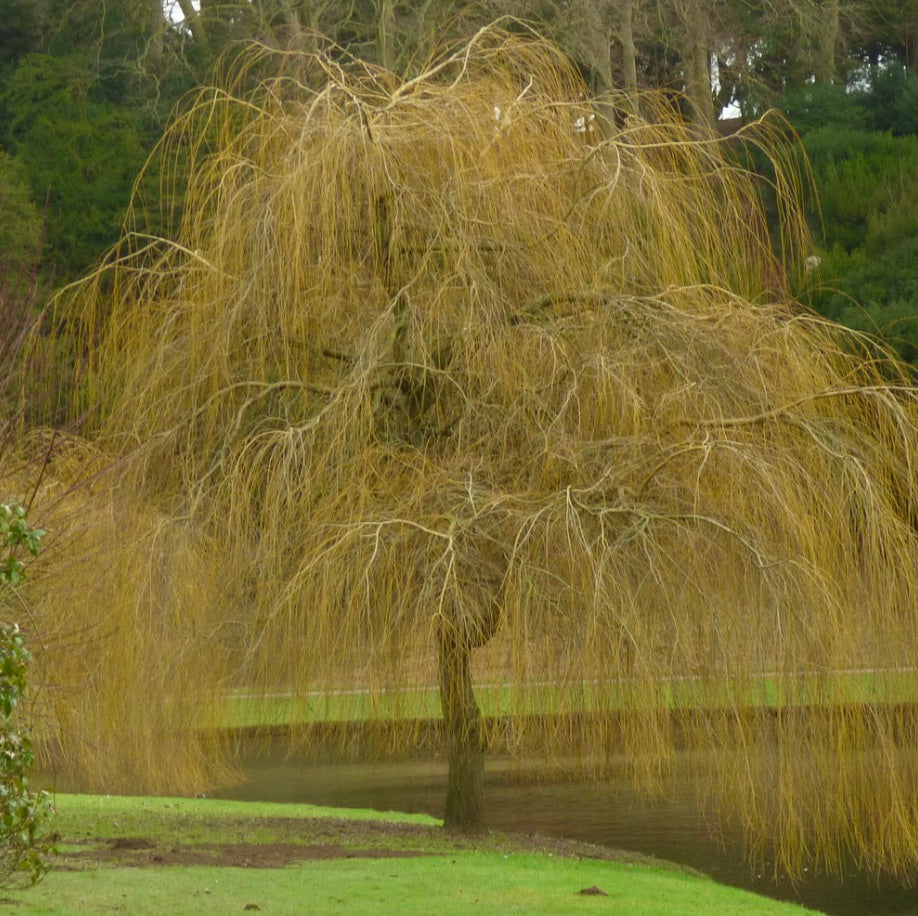 Salix alba subsp. tristis 70-90cm