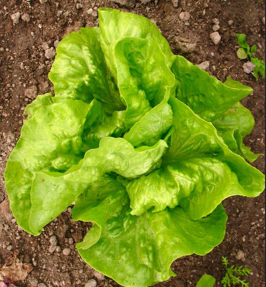 Lactuca sativa "MARCEL OF 4 SEASONS" SEEDS