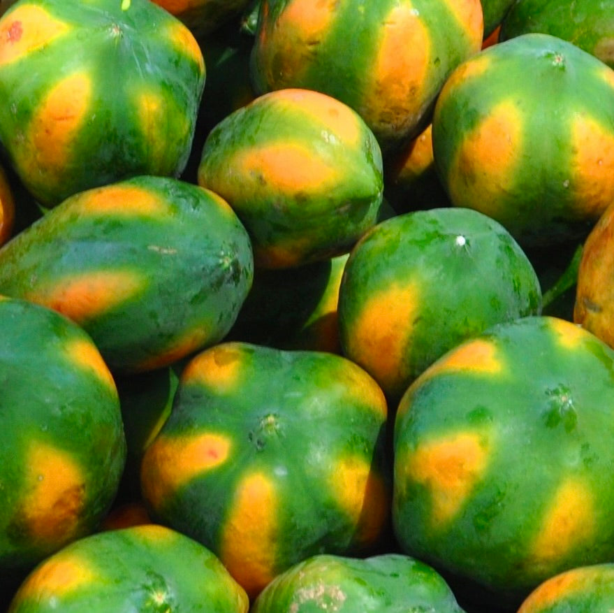 Carica papaya cv. "INDIANA" SEEDS