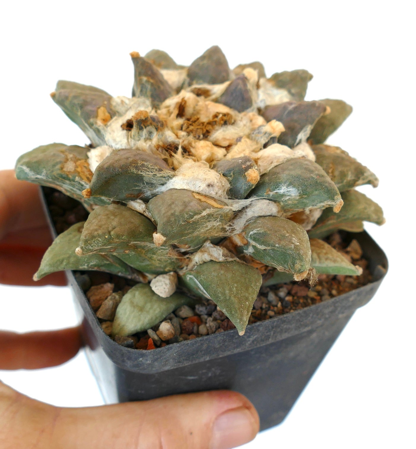 Ariocarpus retusus cv MARUIBO x Ariocarpus furfuraceus R7