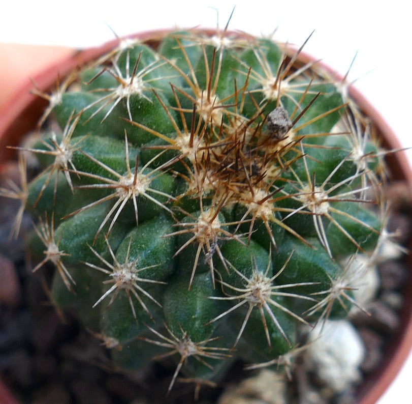 Copiapoa serpentisulcata SAB70