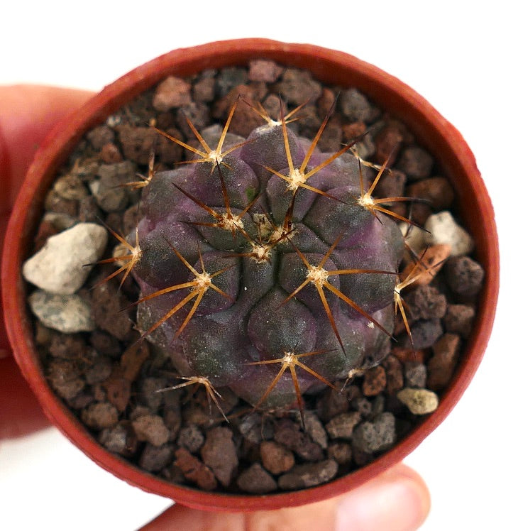 Copiapoa griseoviolacea X serpentisulcata 28M