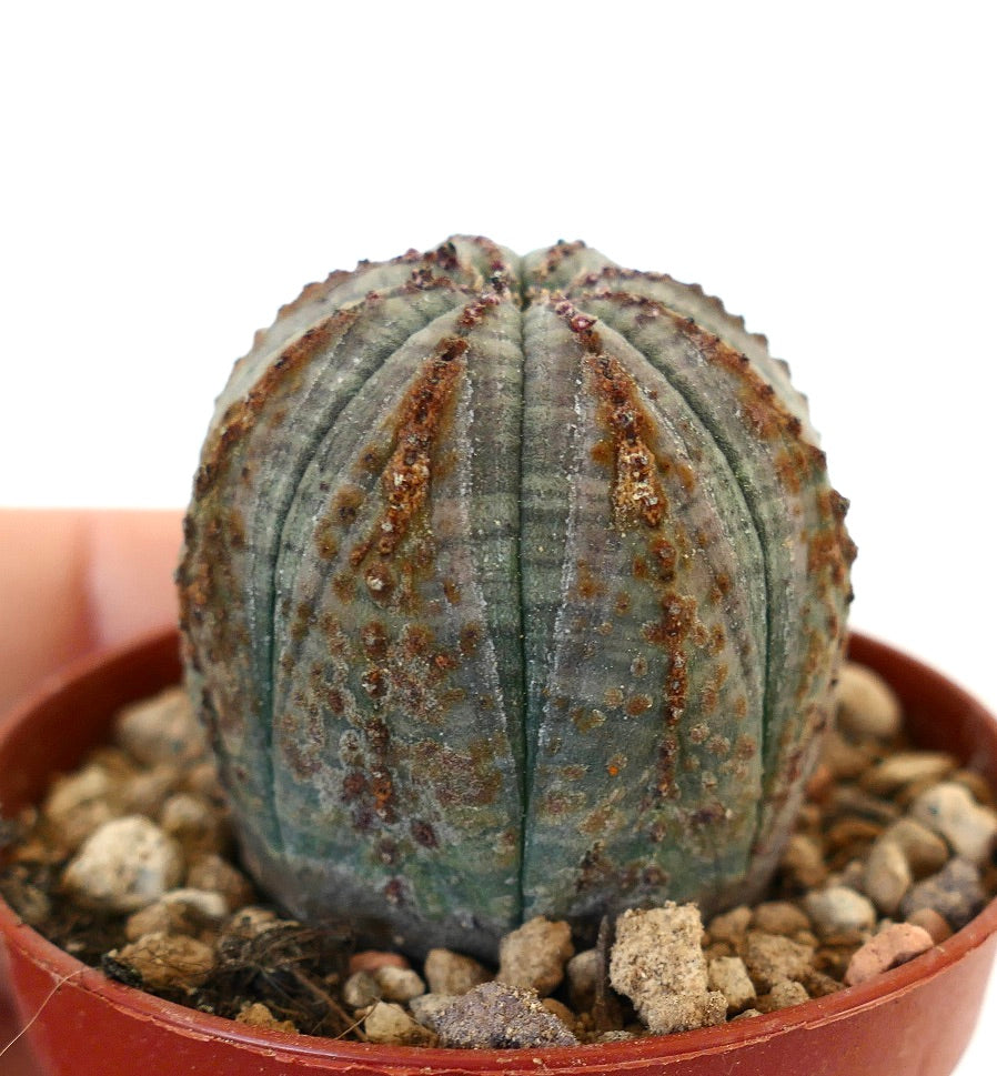 Euphorbia obesa BROWN LINES VER10