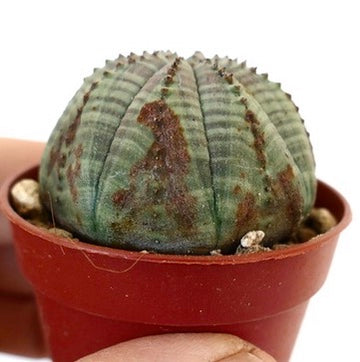 Euphorbia obesa MIX3