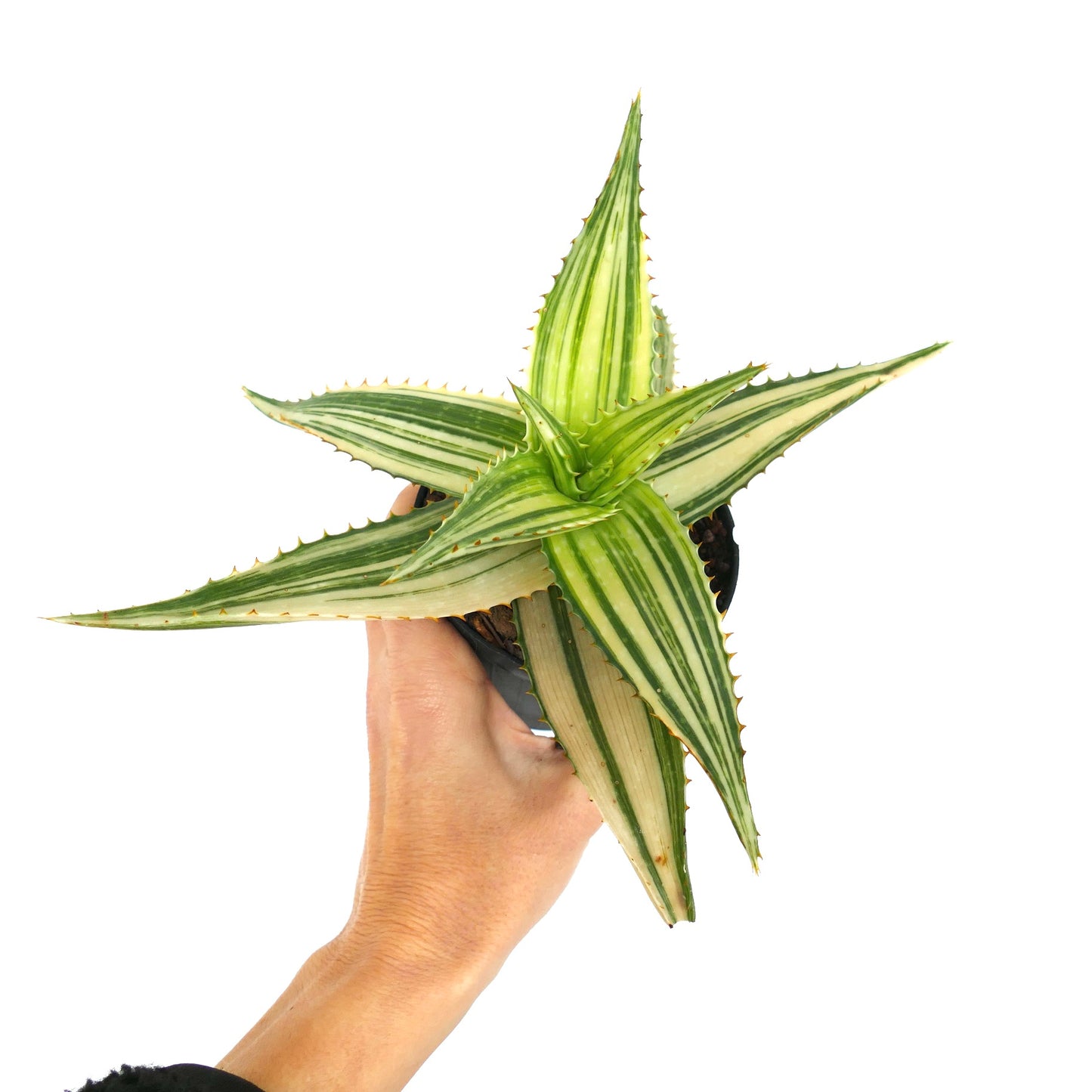Aloe saponaria REVERSE VARIEGATED ZC31