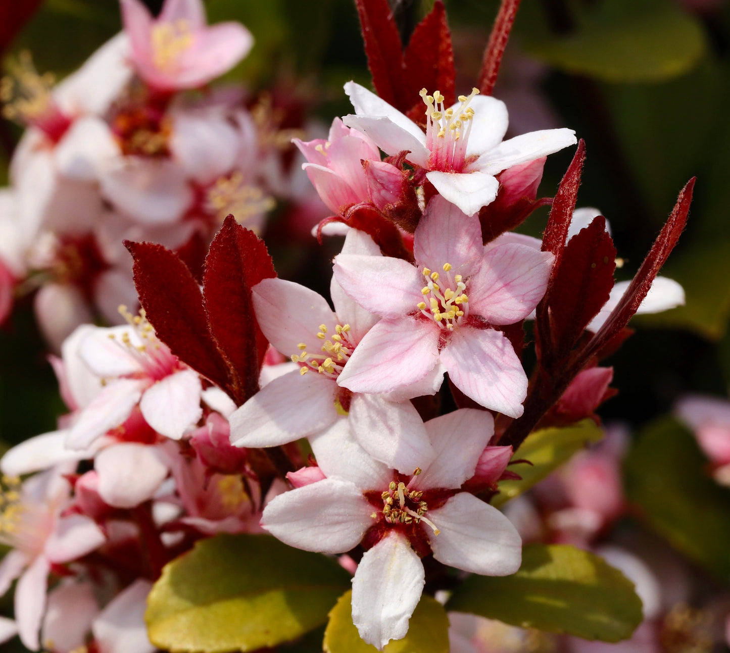 Raphiolepis indica PINK FLOWERS 50-80cm