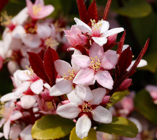 Raphiolepis indica PINK FLOWERS 50-80cm