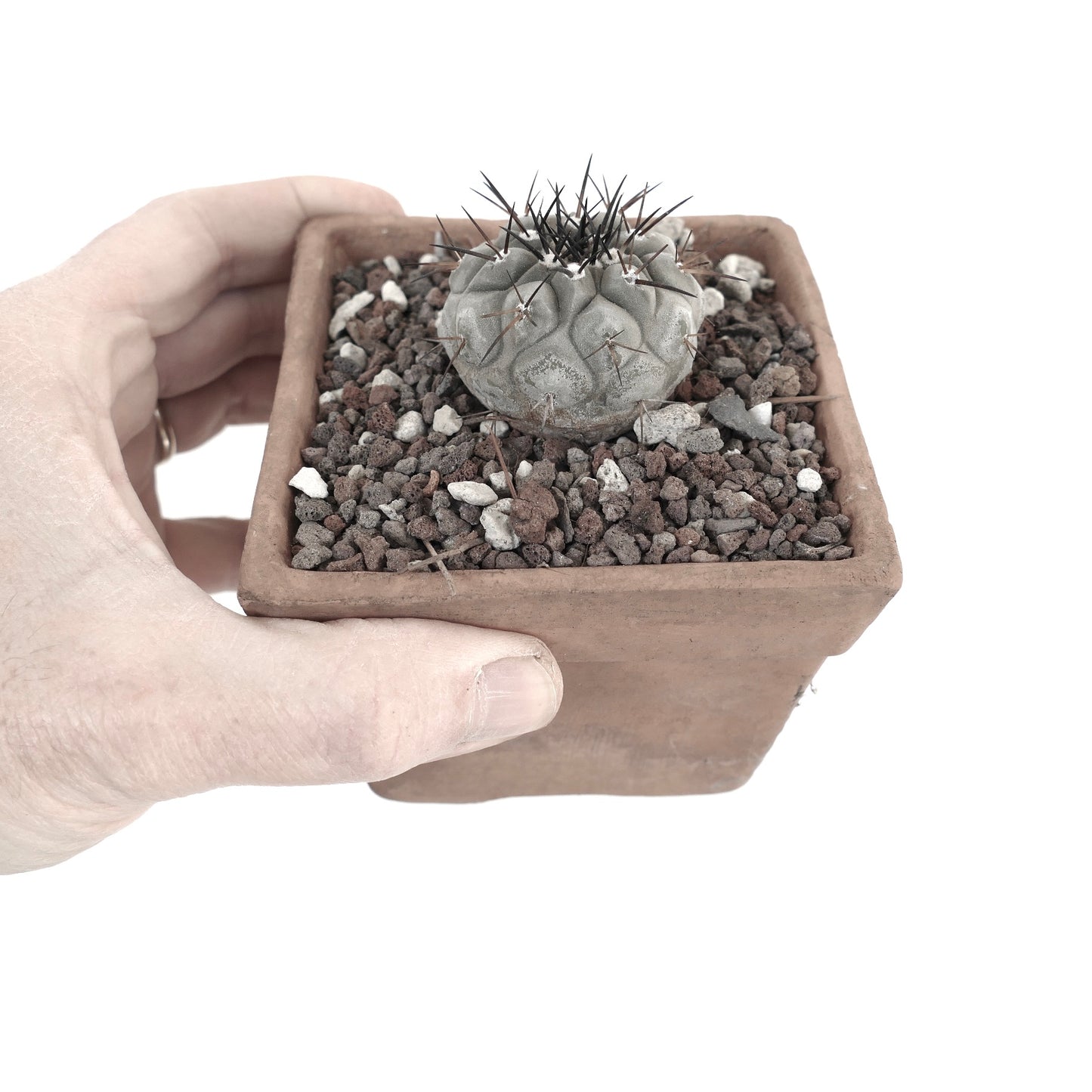 Copiapoa cinerea TALTAL 9E7-1018