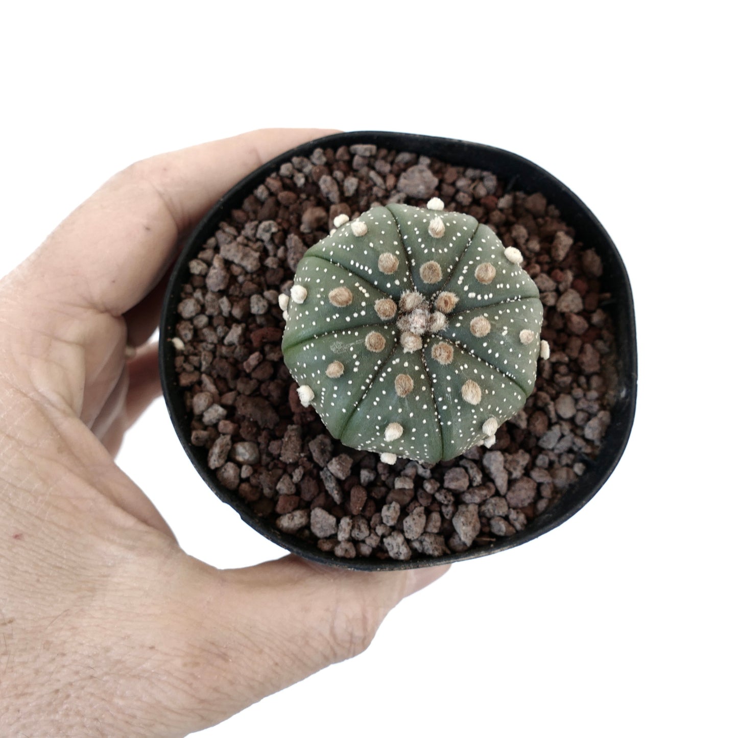 Astrophytum asterias subsp. tamaulipensis AN7