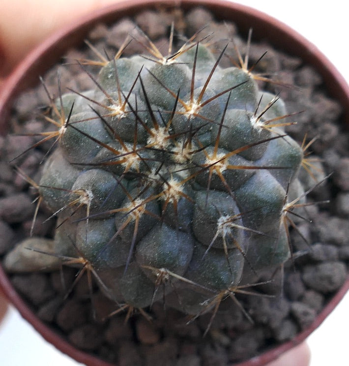 Copiapoa cinerea GREY X haseltoniana PMS1