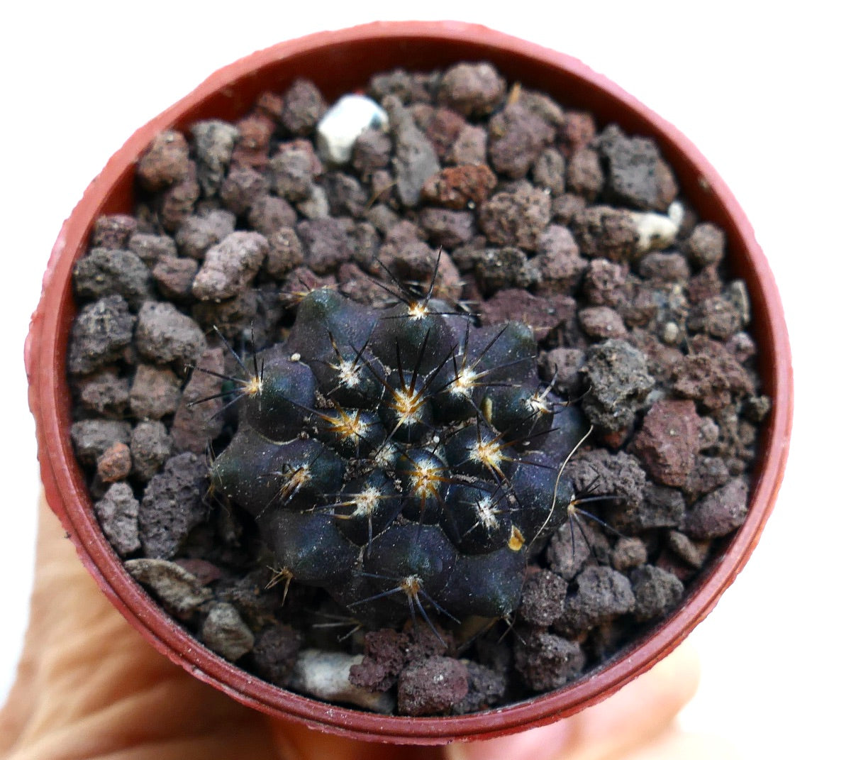 Copiapoa cinerea X Copiapoa serpentisulcata MPS2