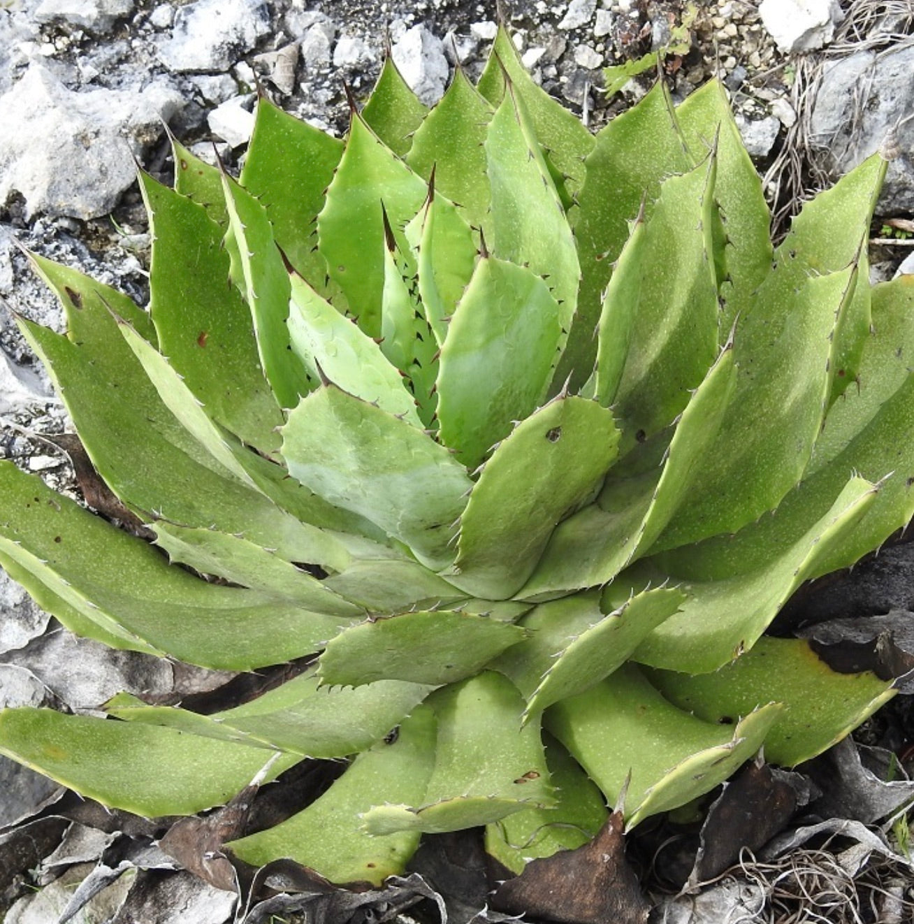 Agave chiapensis 15-25cm