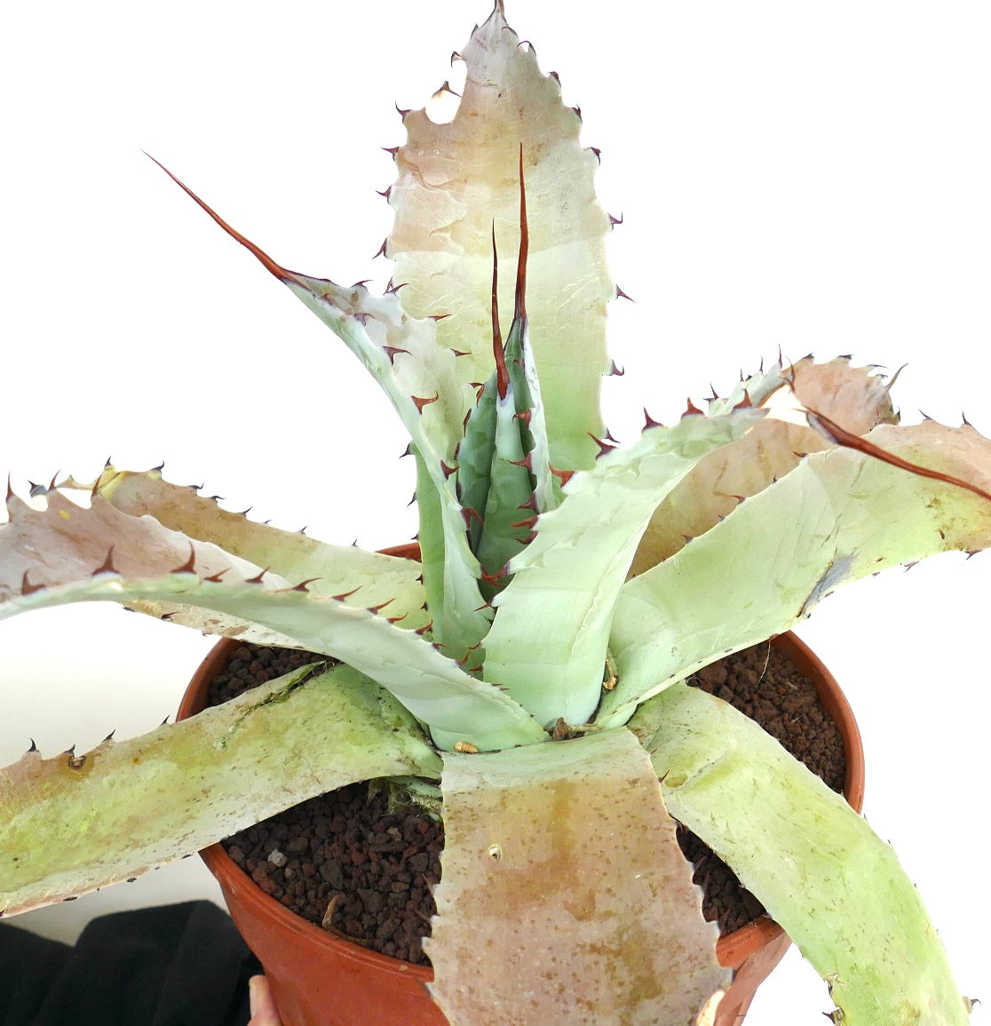 Agave (f3 hybrid) pachycentra X bovicornuta x eborispina B33