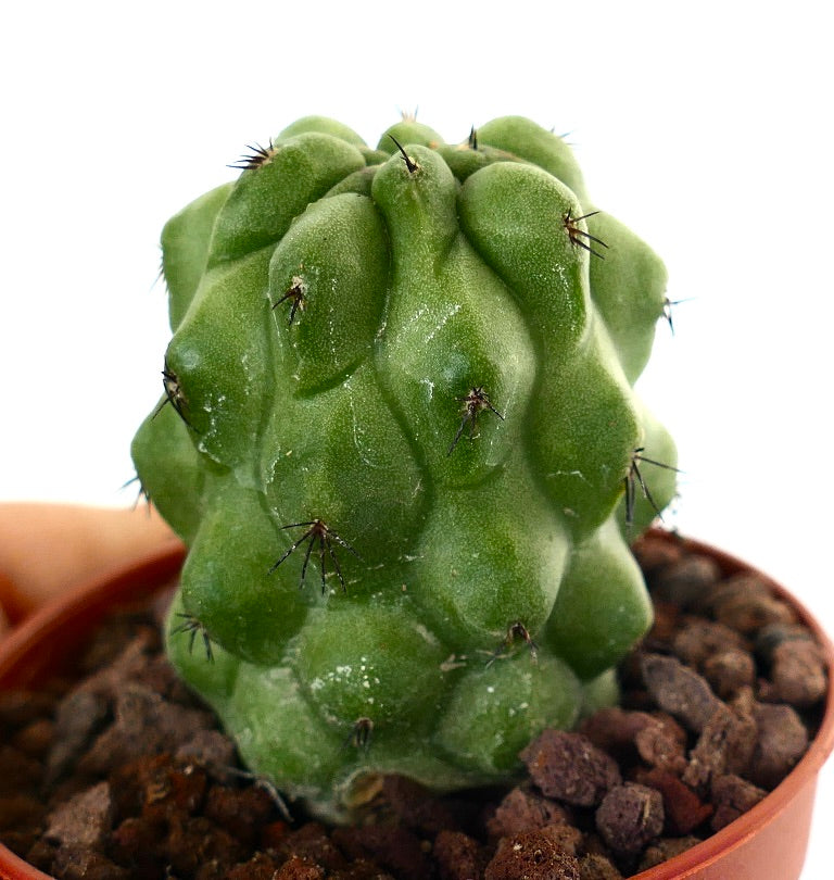 Copiapoa cinerea KIKKO GREEN X Copiapoa hypogaea 12/18TEN