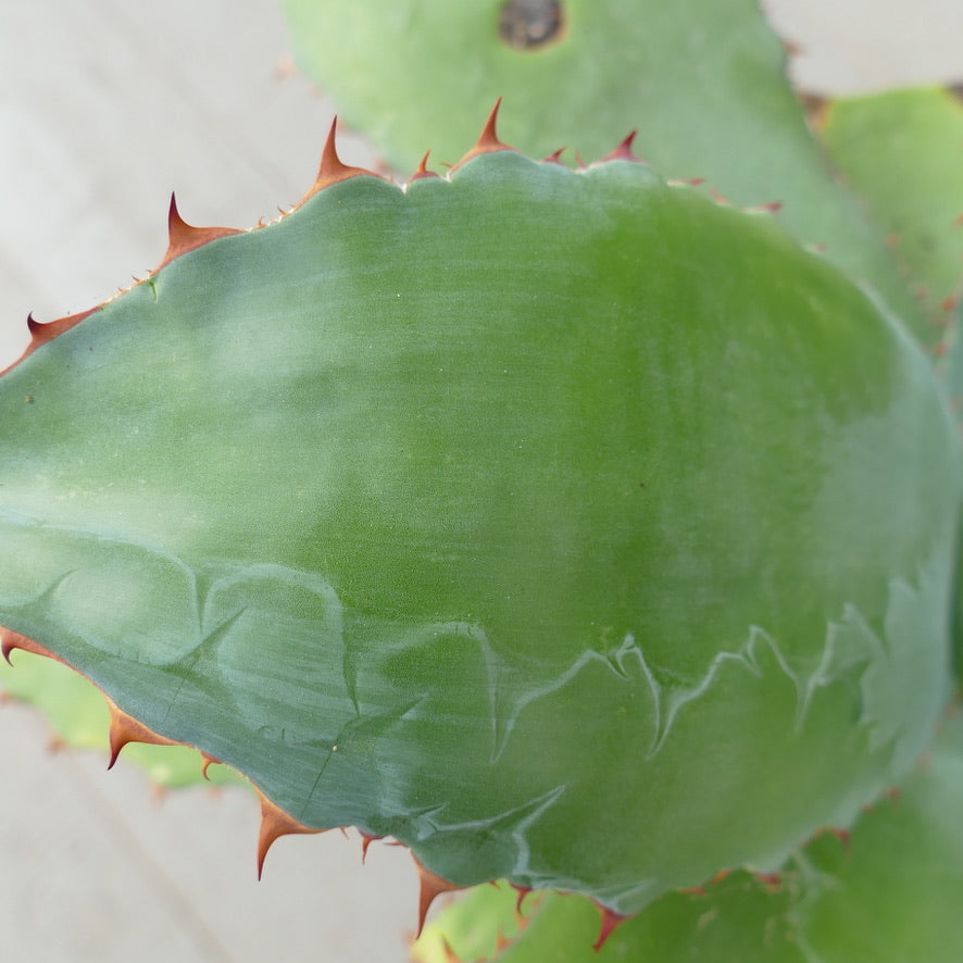 Agave asperrima subsp. potosiensis X Agave ovatifolia (Mr. Corsi HYBRID)