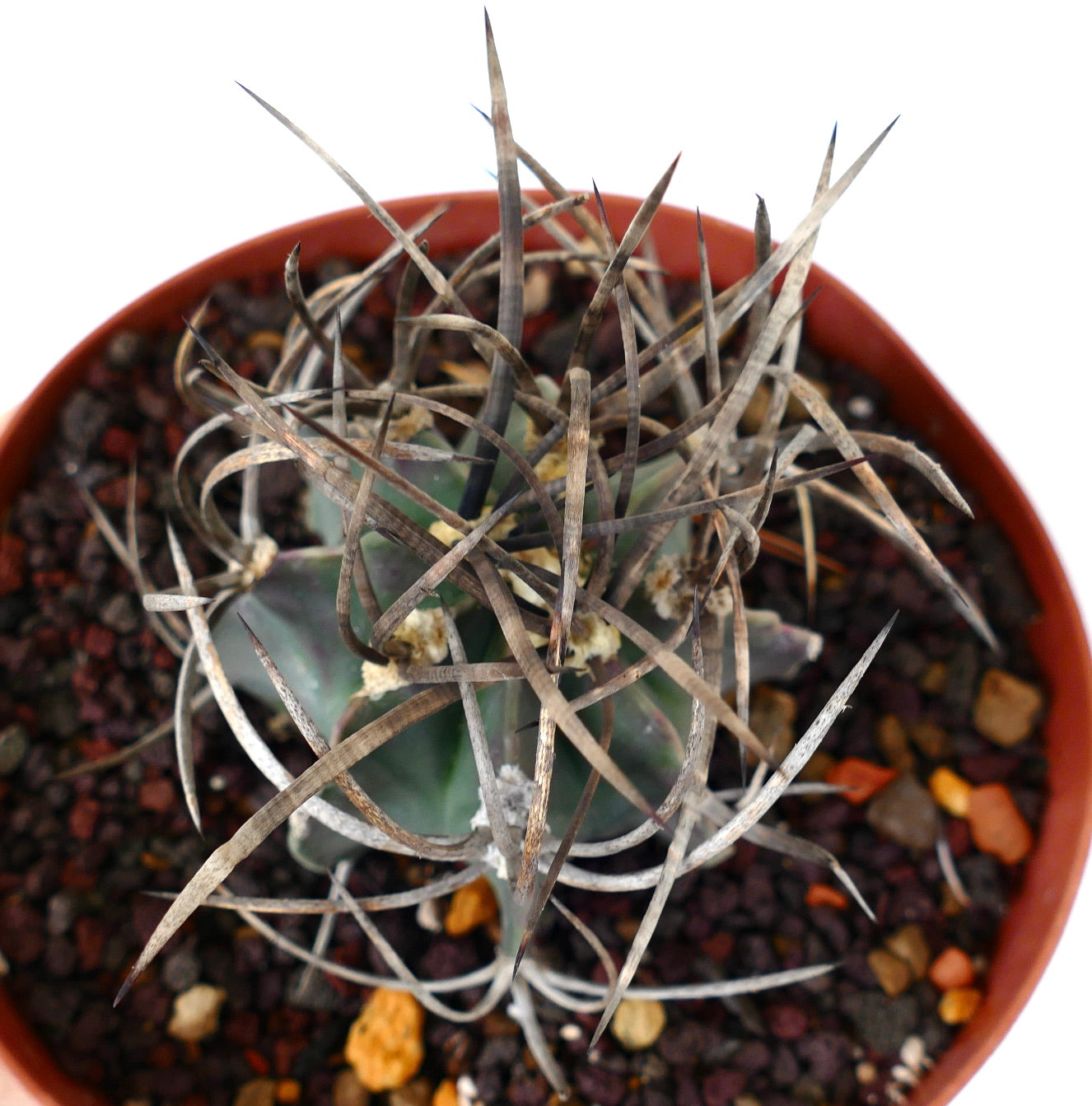 Astrophytum capricorne cv BUFFALO (syn. Taiho-gyoku) T4T