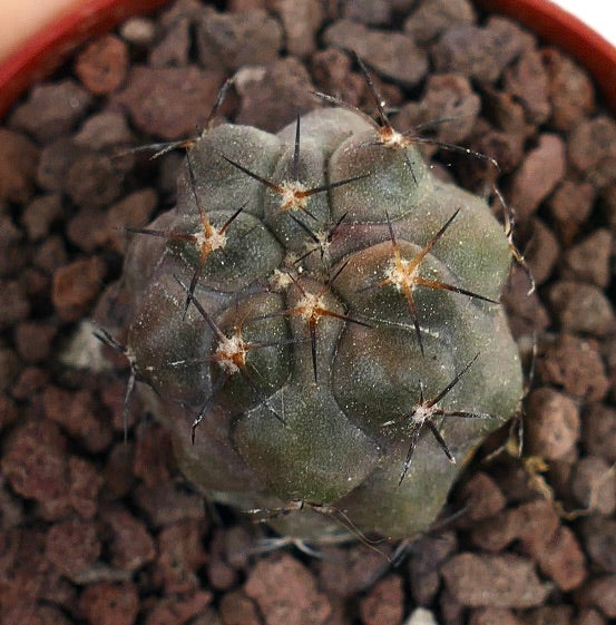 Copiapoa cinerea X desertorum Z5