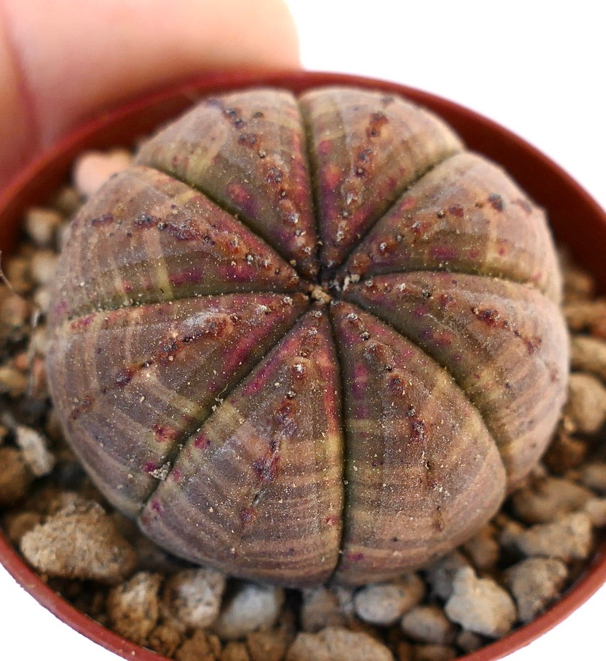 Euphorbia obesa BROWN-RED 110X