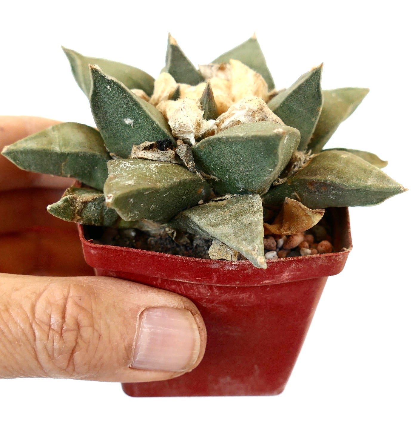 Ariocarpus retusus var. panarottoi GREEN FORM B2B