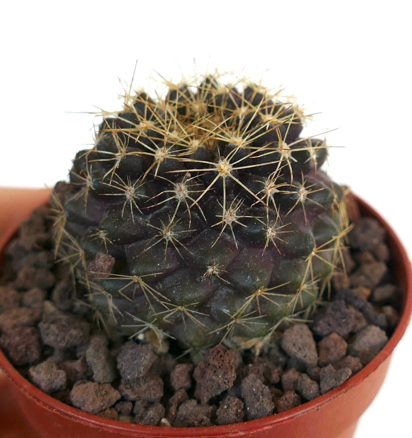 Copiapoa serpentisulcata X Copiapoa tenuissima 1369ZX