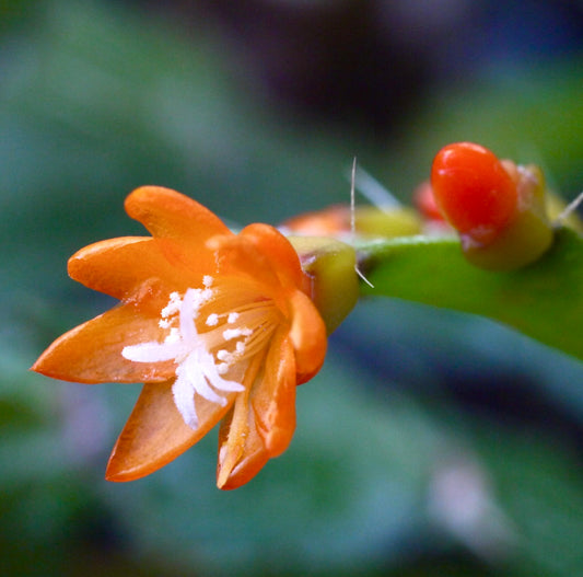 Pfeiffera monacantha SEEDS