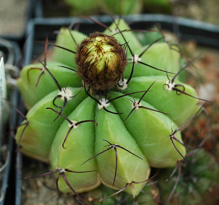 Notocactus acutus SEMI