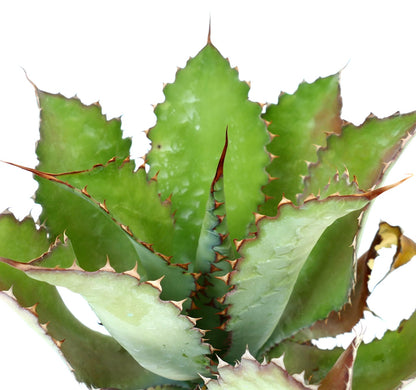 Agave cupreata 15-25cm