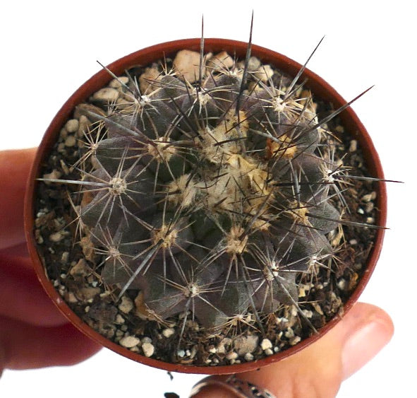 Copiapoa megarhiza var. borealis 55-2017