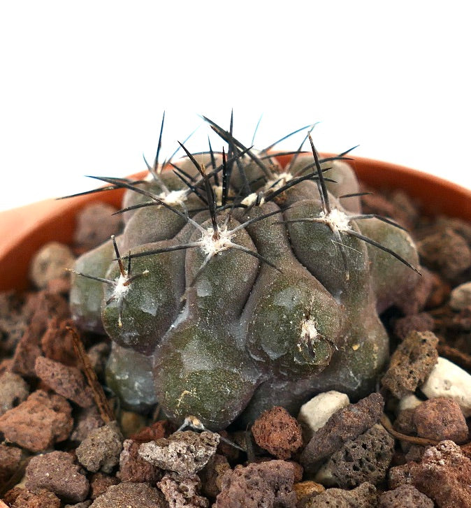 Copiapoa cinerea X griseoviolacea 1TS