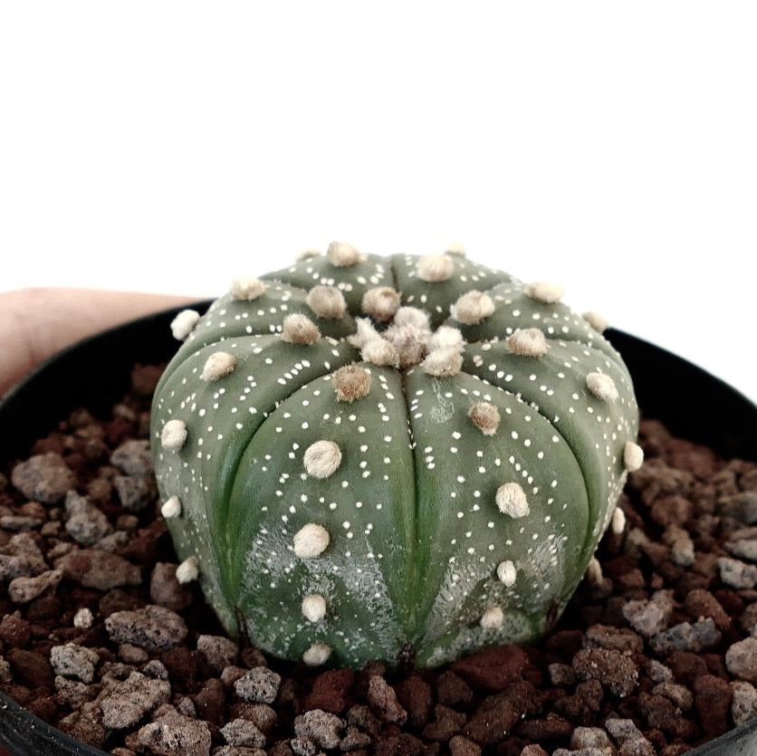 Astrophytum asterias subsp. tamaulipensis AN7